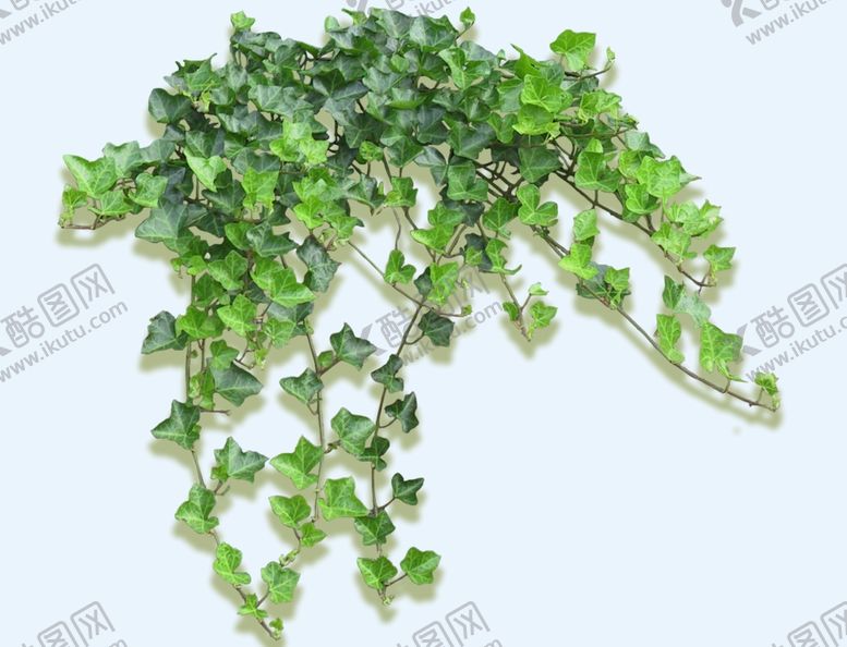 编号：89603009151934196926【酷图网】源文件下载-藤条