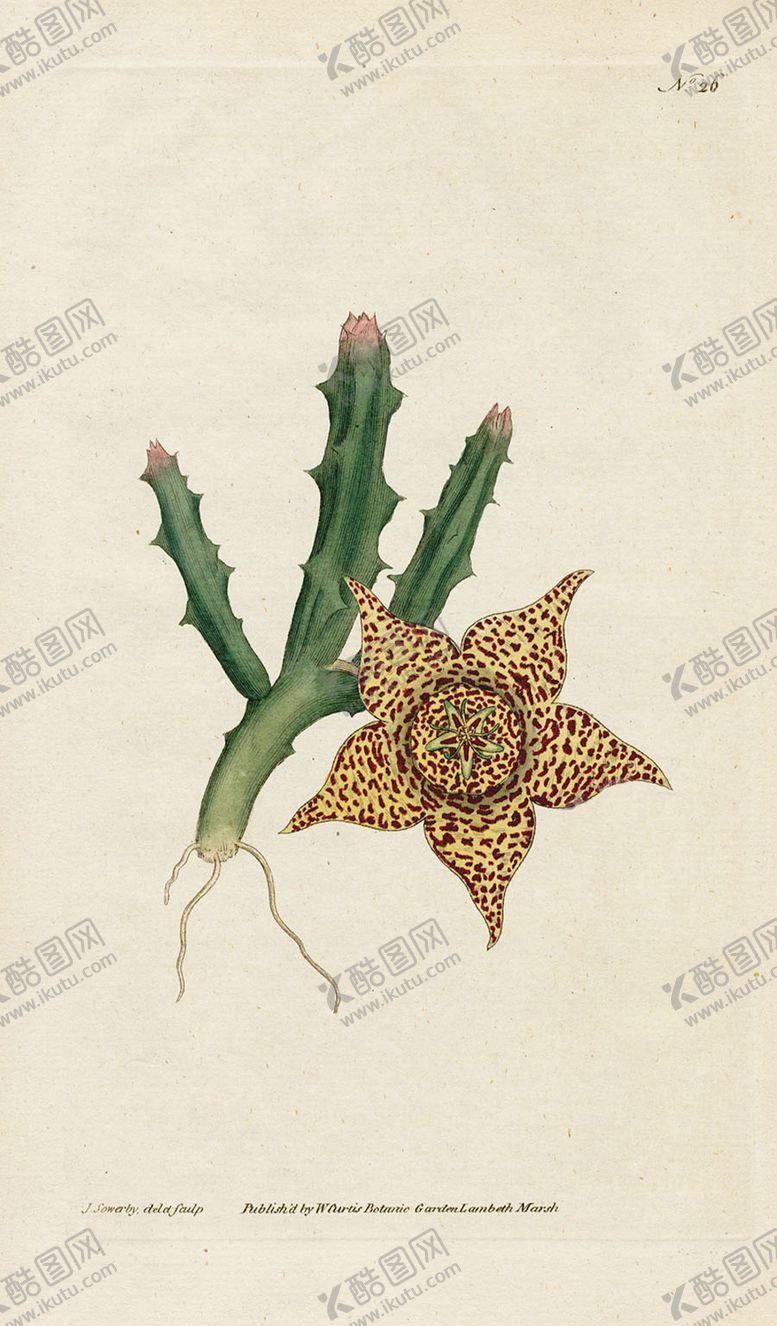 编号：32793907060240069912【酷图网】源文件下载-欧式复古色调花朵植物