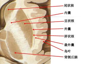 大脑解剖图