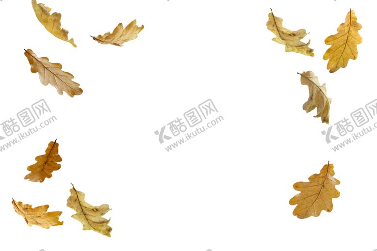 编号：31812209230444104844【酷图网】源文件下载-枫叶