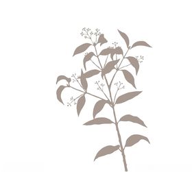 植被药材