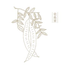 皂荚
