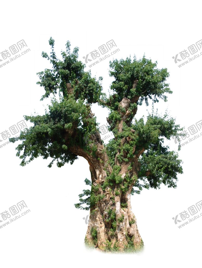 编号：67301407081810402438【酷图网】源文件下载-树桩