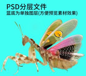 螳螂png免扣素材