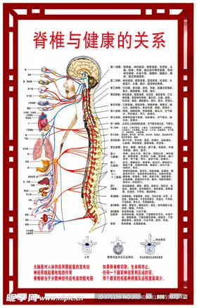 脊椎玉健康的关系