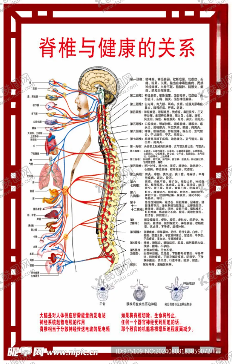 编号：11869702182027558342【酷图网】源文件下载-脊椎玉健康的关系
