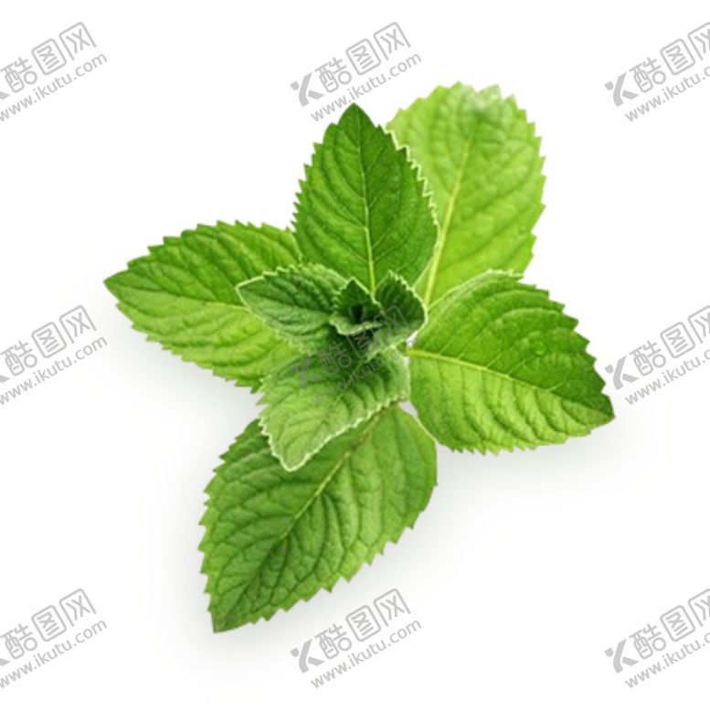 编号：37831310011520519382【酷图网】源文件下载-树叶