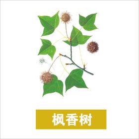 草本植物药材图片