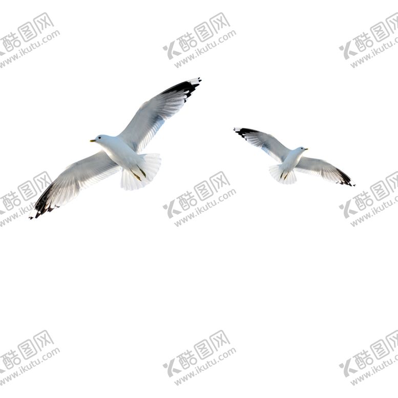 编号：79658505160202262238【酷图网】源文件下载-海鸥