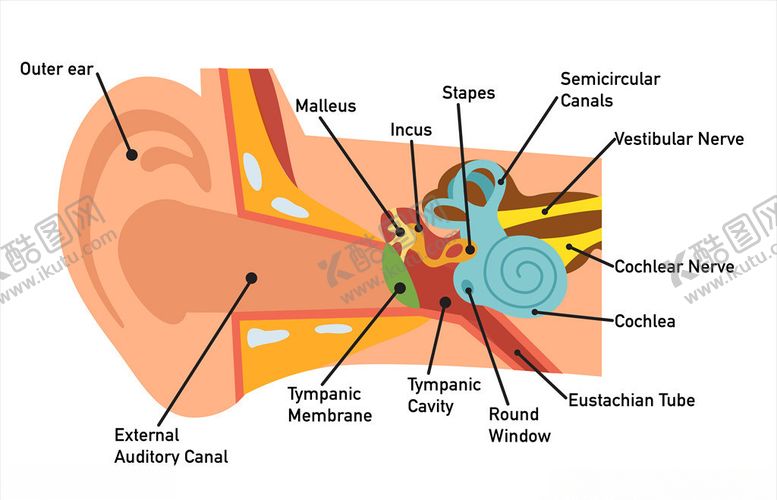 编号：23271111012229167800【酷图网】源文件下载-耳部结构