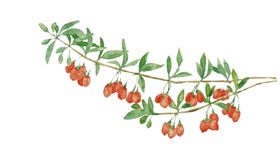 手绘枸杞