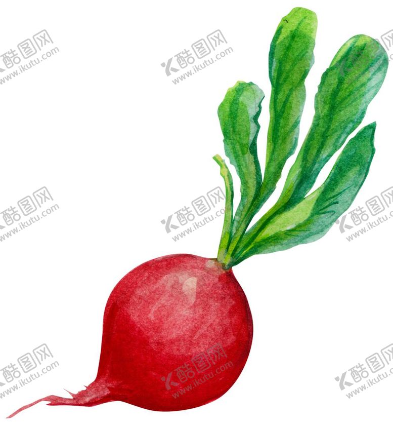 编号：26209011300112468978【酷图网】源文件下载-萝卜