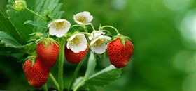 草莓绿色小白花果实