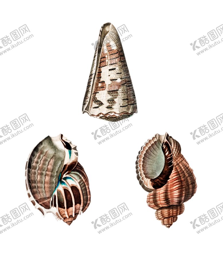 编号：88574412160110219448【酷图网】源文件下载-贝壳手绘写实