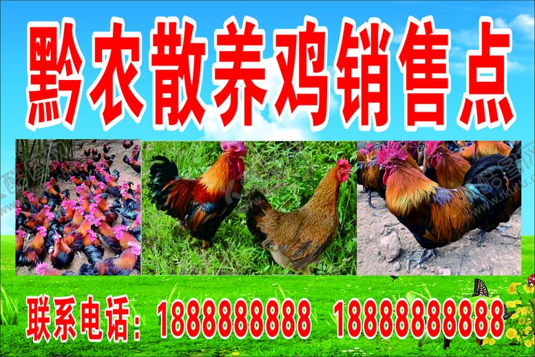 编号：96305510240108484121【酷图网】源文件下载-黔农散养鸡销售点