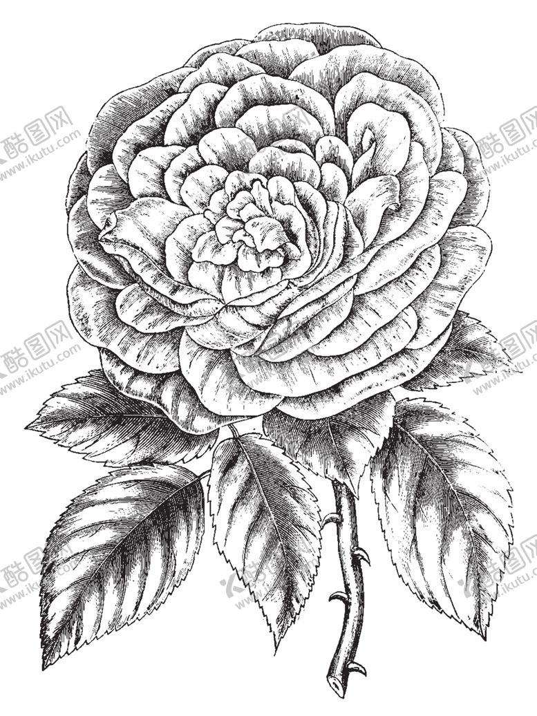 编号：70333709130805068653【酷图网】源文件下载-素描绘画植物花朵