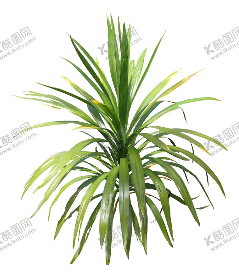 编号：63960910042204291749【酷图网】源文件下载-免扣花卉植物绿叶素材