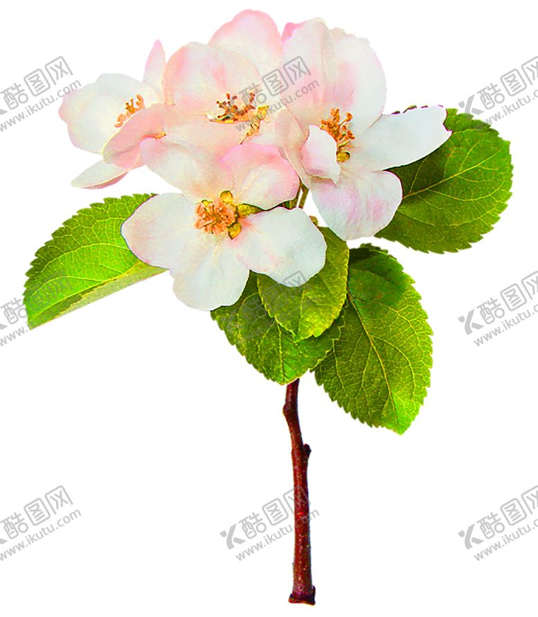 编号：70298010280610548402【酷图网】源文件下载-花素材