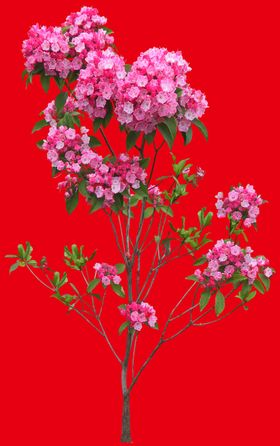 分层花