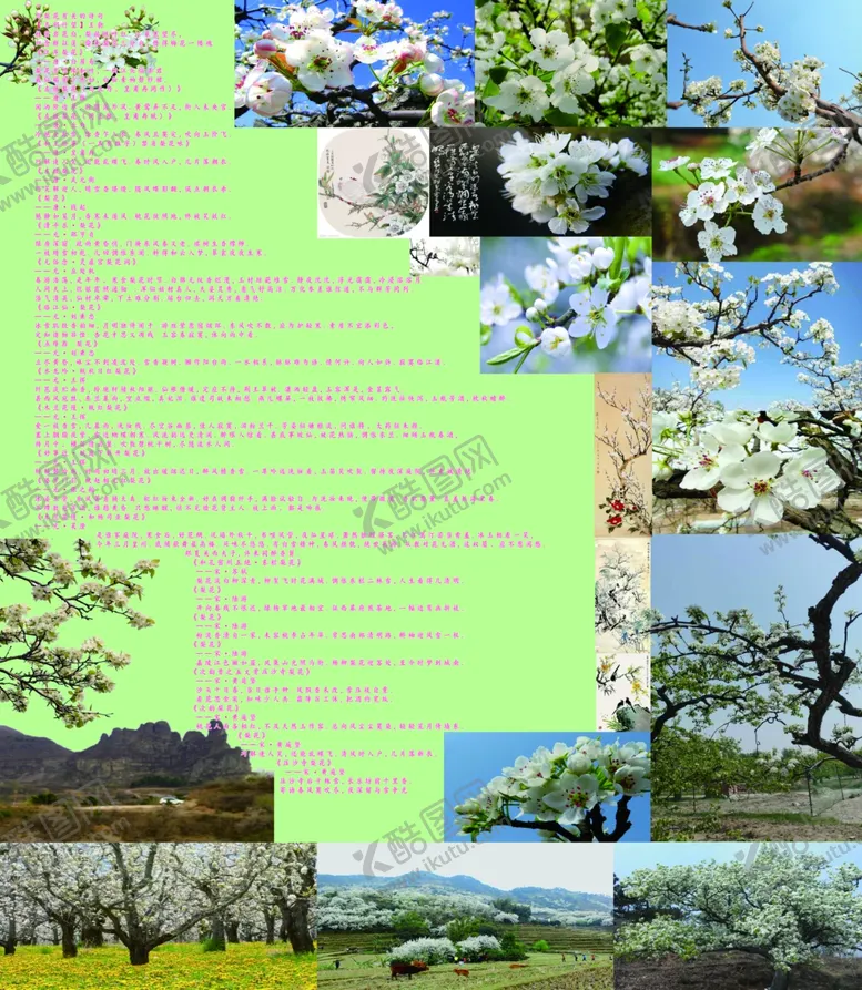 编号：61268506301501229694【酷图网】源文件下载-梨花