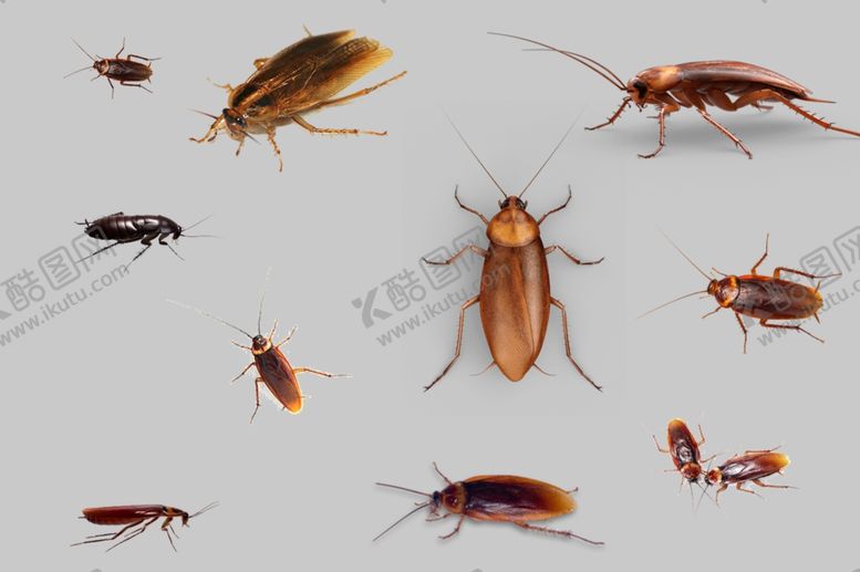 编号：50851510070045455238【酷图网】源文件下载-蟑螂