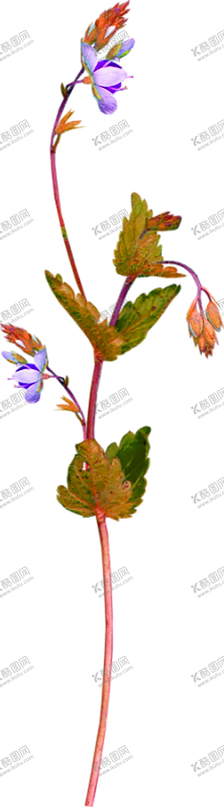 编号：71630206261257108487【酷图网】源文件下载-鲜花素材