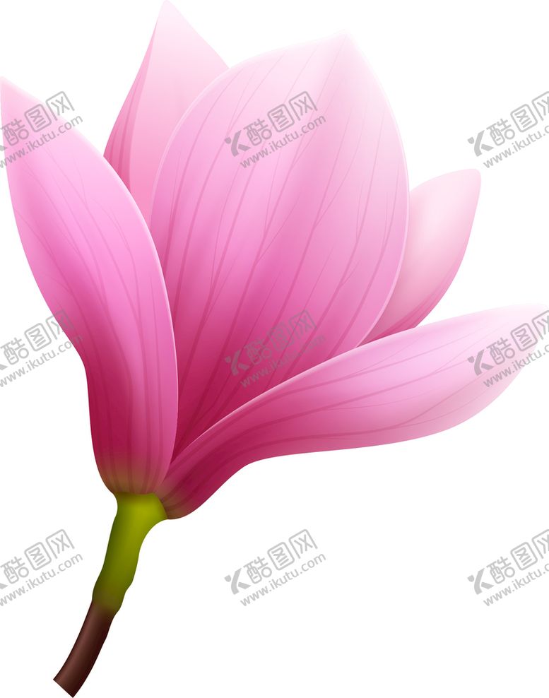 编号：42651810050430430214【酷图网】源文件下载-写实花卉