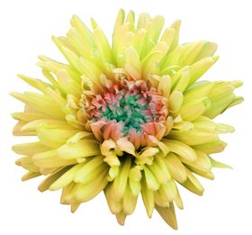 花边