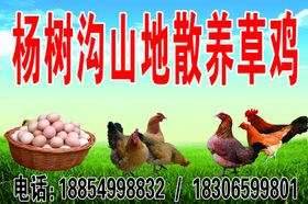 散养草鸡草鸡蛋