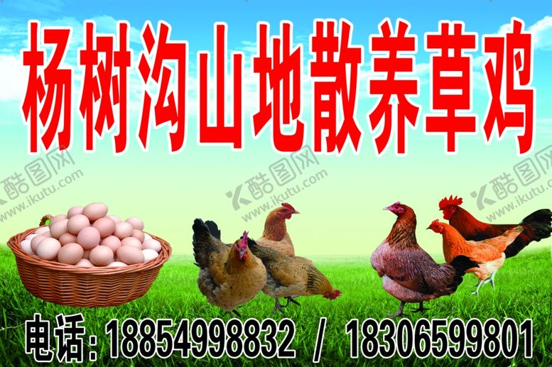 编号：23038806270307168619【酷图网】源文件下载-散养草鸡草鸡蛋