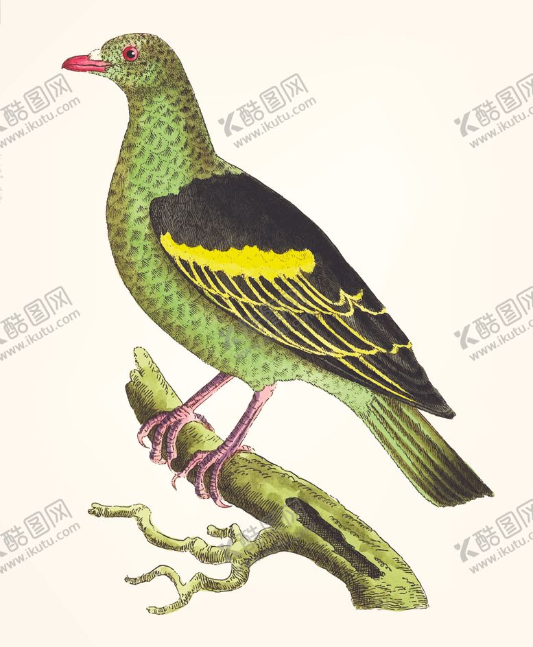 编号：17701805190046324656【酷图网】源文件下载-鸟类插画