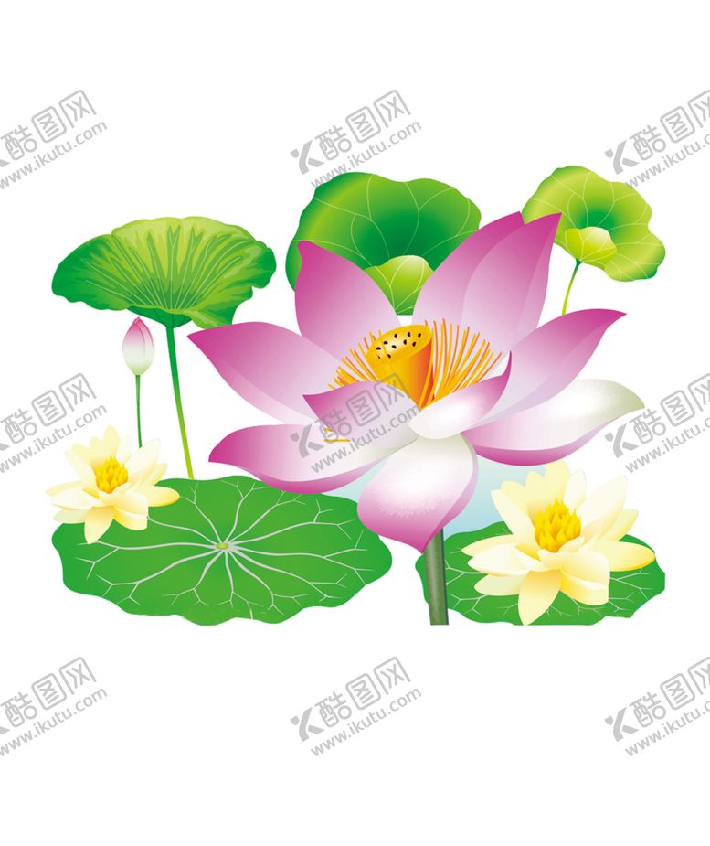 编号：21355810281737169521【酷图网】源文件下载-荷花