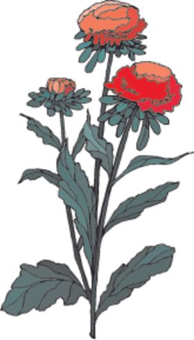 玫瑰花