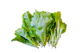 青菜，生菜