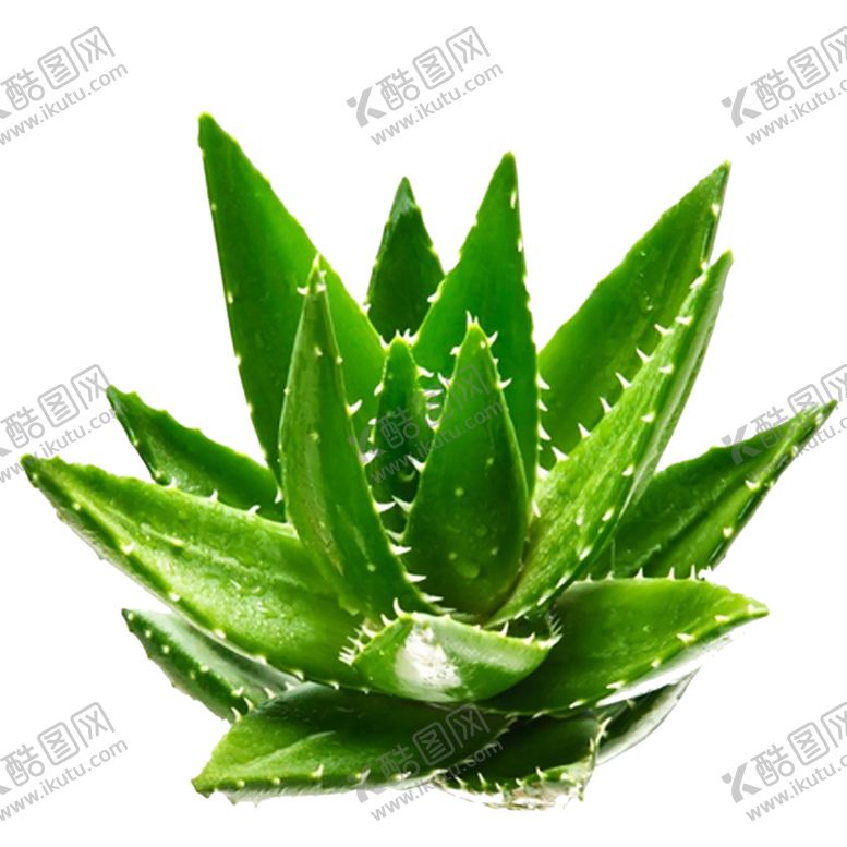 编号：88040107130533042480【酷图网】源文件下载-绿色植物