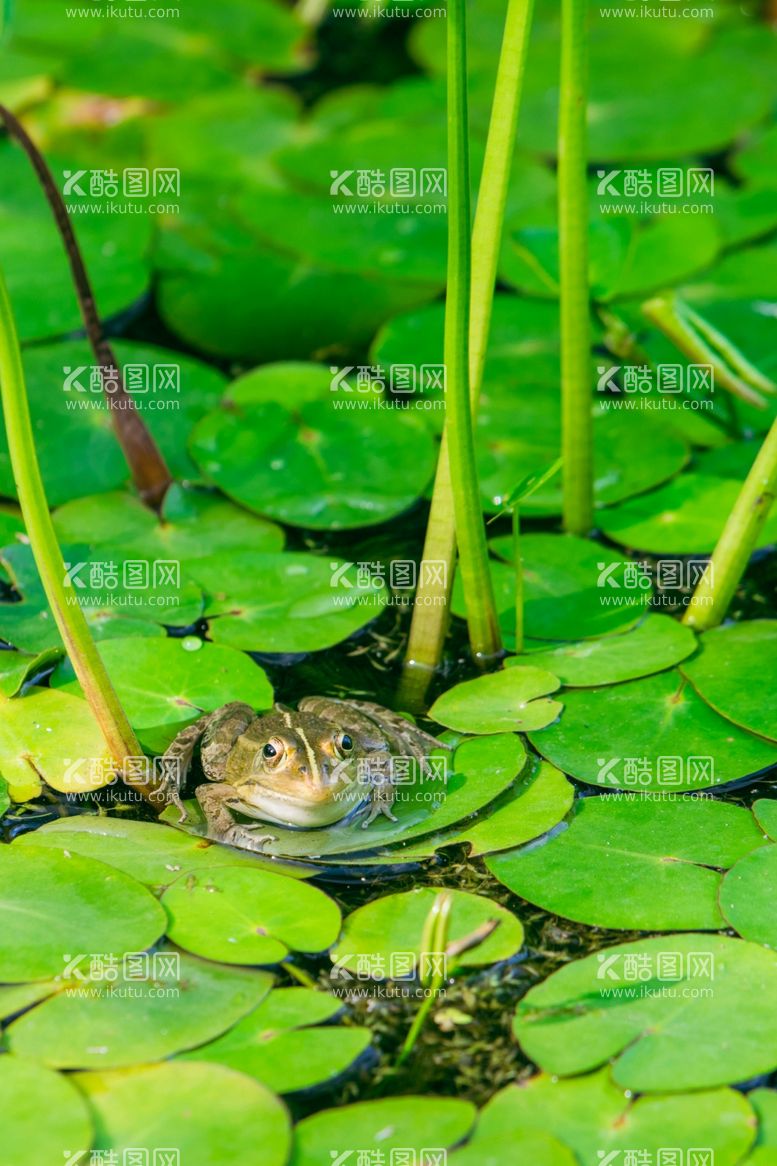 编号：23761312181302093131【酷图网】源文件下载-荷花