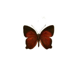 透明免扣高清蝴蝶PNG