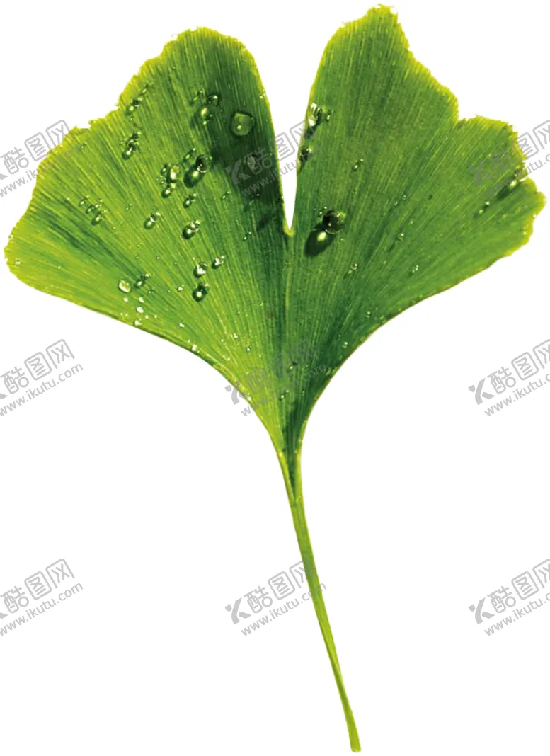 编号：24589404250920216947【酷图网】源文件下载-银杏叶子