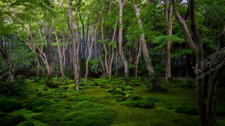 编号：49238909280924348294【酷图网】源文件下载-森林树木草地植物风景