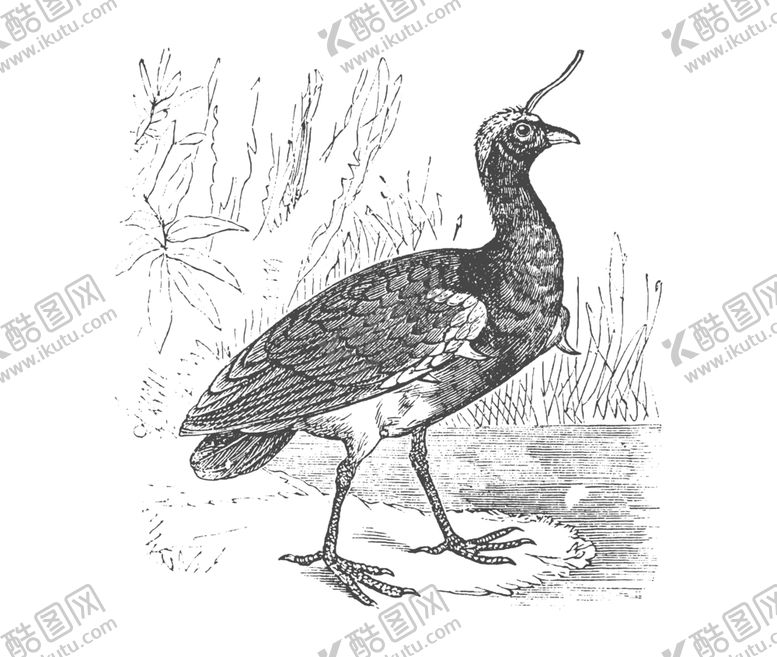 编号：58776210060751126019【酷图网】源文件下载-鸟类鸭子素材绘画