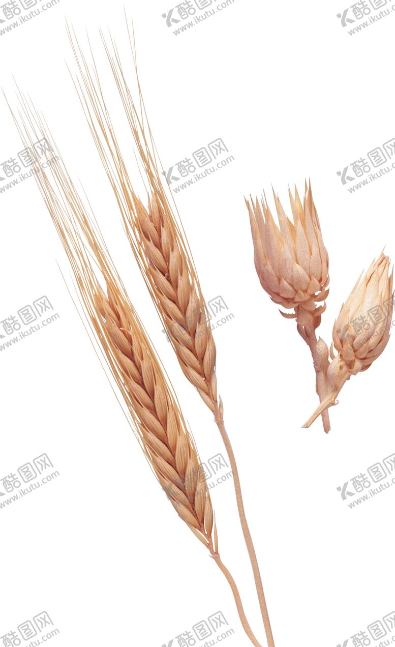 编号：65130407040125114384【酷图网】源文件下载-透明小麦png素材