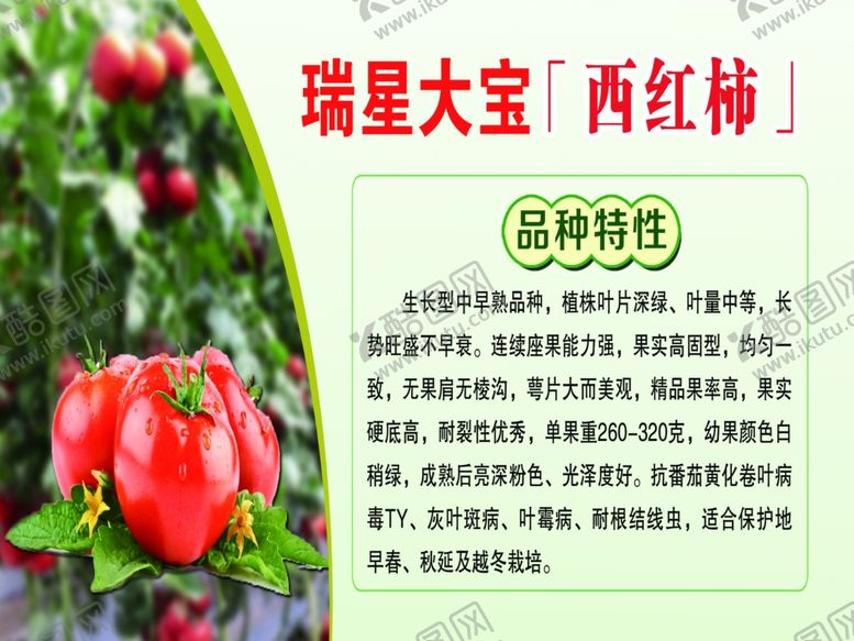 编号：21811110230330131139【酷图网】源文件下载-西红柿展板
