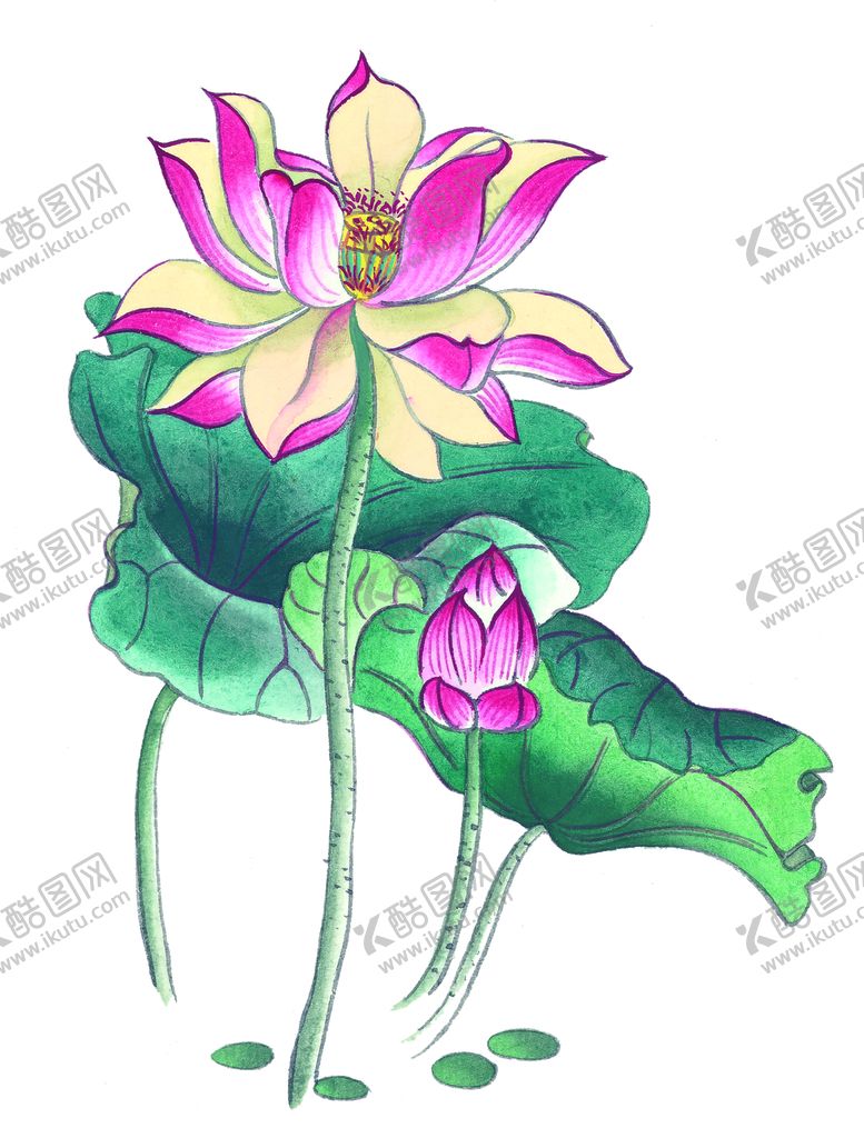编号：71362809291102592396【酷图网】源文件下载-荷花