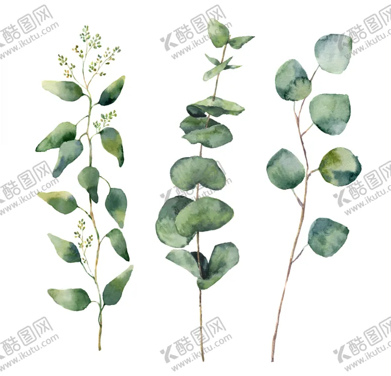 编号：80232906241551182988【酷图网】源文件下载-热带植物尤加利