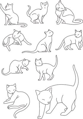 猫的姿态
