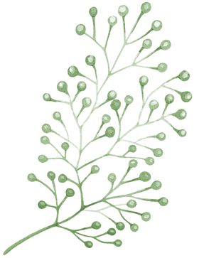 手绘植物