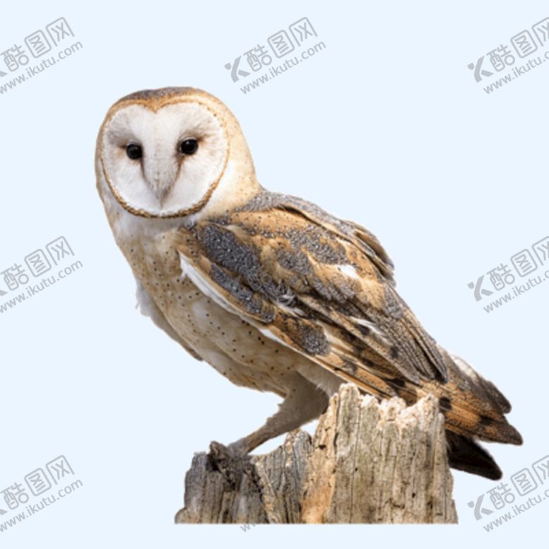 编号：32608710082050403607【酷图网】源文件下载-猫头鹰