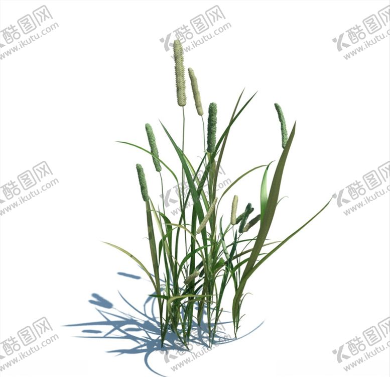 编号：28376404220601513985【酷图网】源文件下载-菖蒲