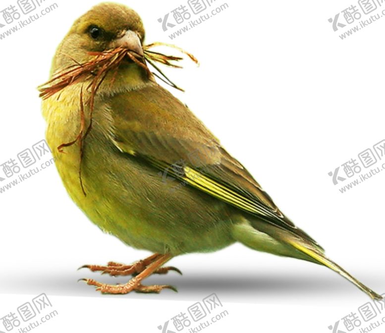 编号：23933207011439221296【酷图网】源文件下载-麻雀