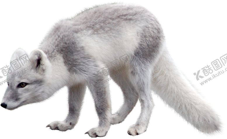 编号：18694411011443488327【酷图网】源文件下载-北极狐
